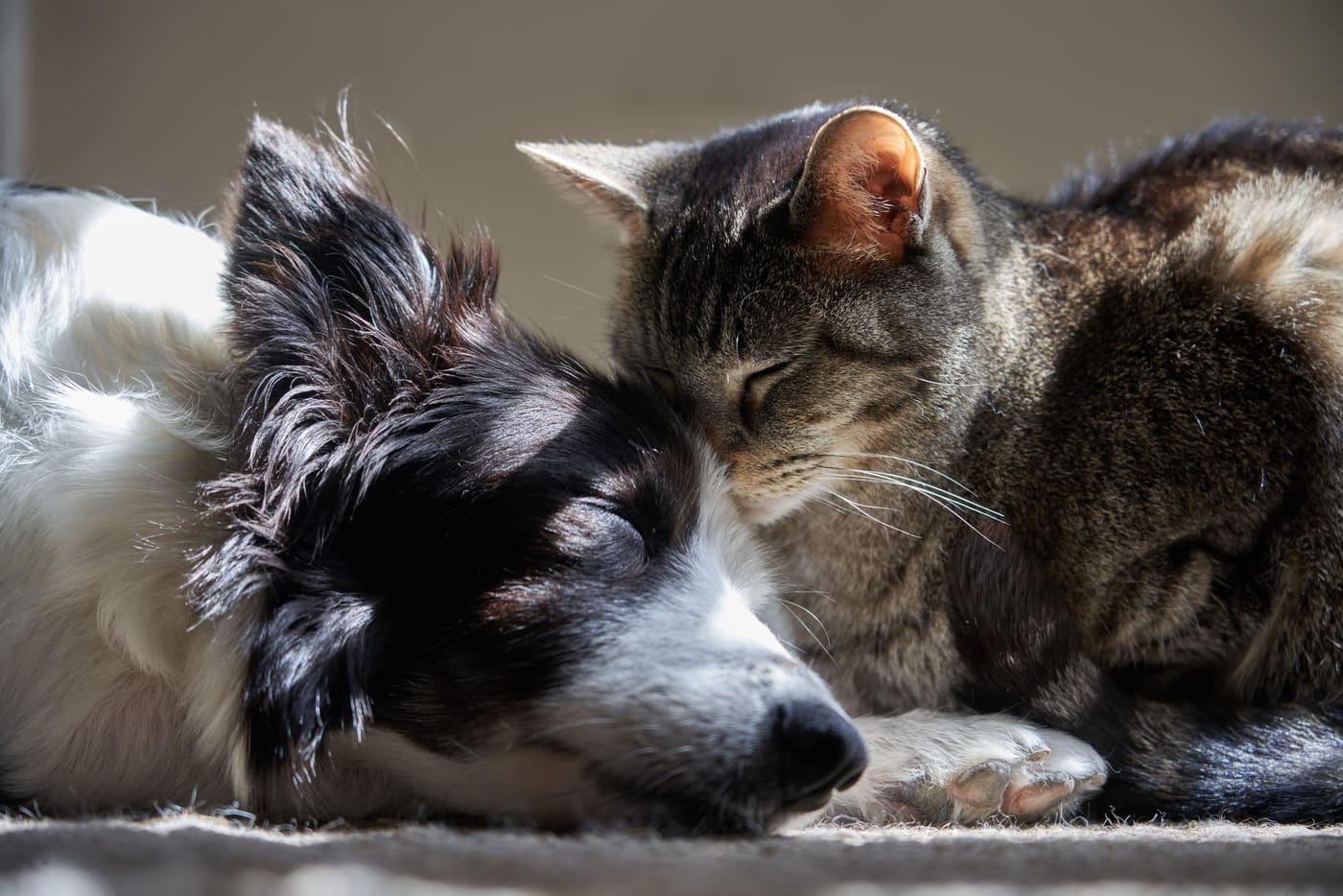 Cats and dogs together representing the European Union's landmark new animal welfare legislation