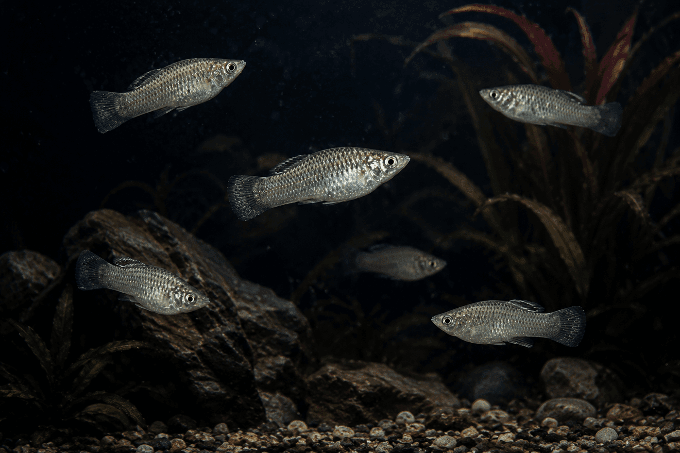 Two Amazon mollies nearly touching nose to nose in an aquarium the all-female fish species that has survived 100000 years without sexual reproduction