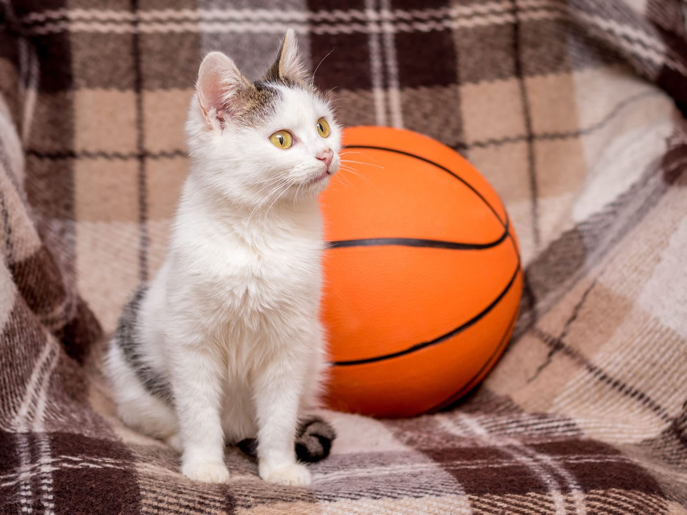 Shelter Cat