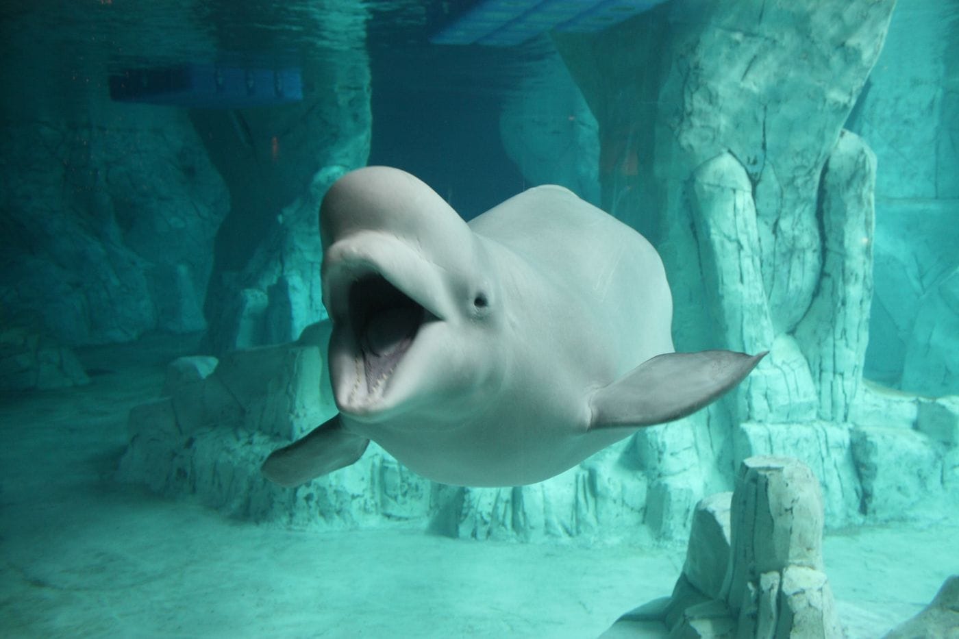 Beluga whale