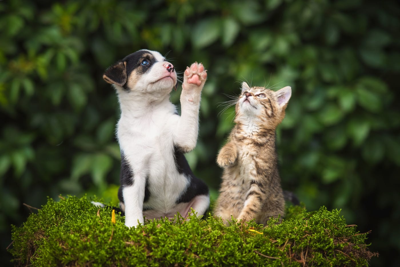 A dog using its left paw to stabilize a Kong toy while retrieving food inside as part of the Doginburgh Inventory laterality test published in Royal Society Open Science 2026