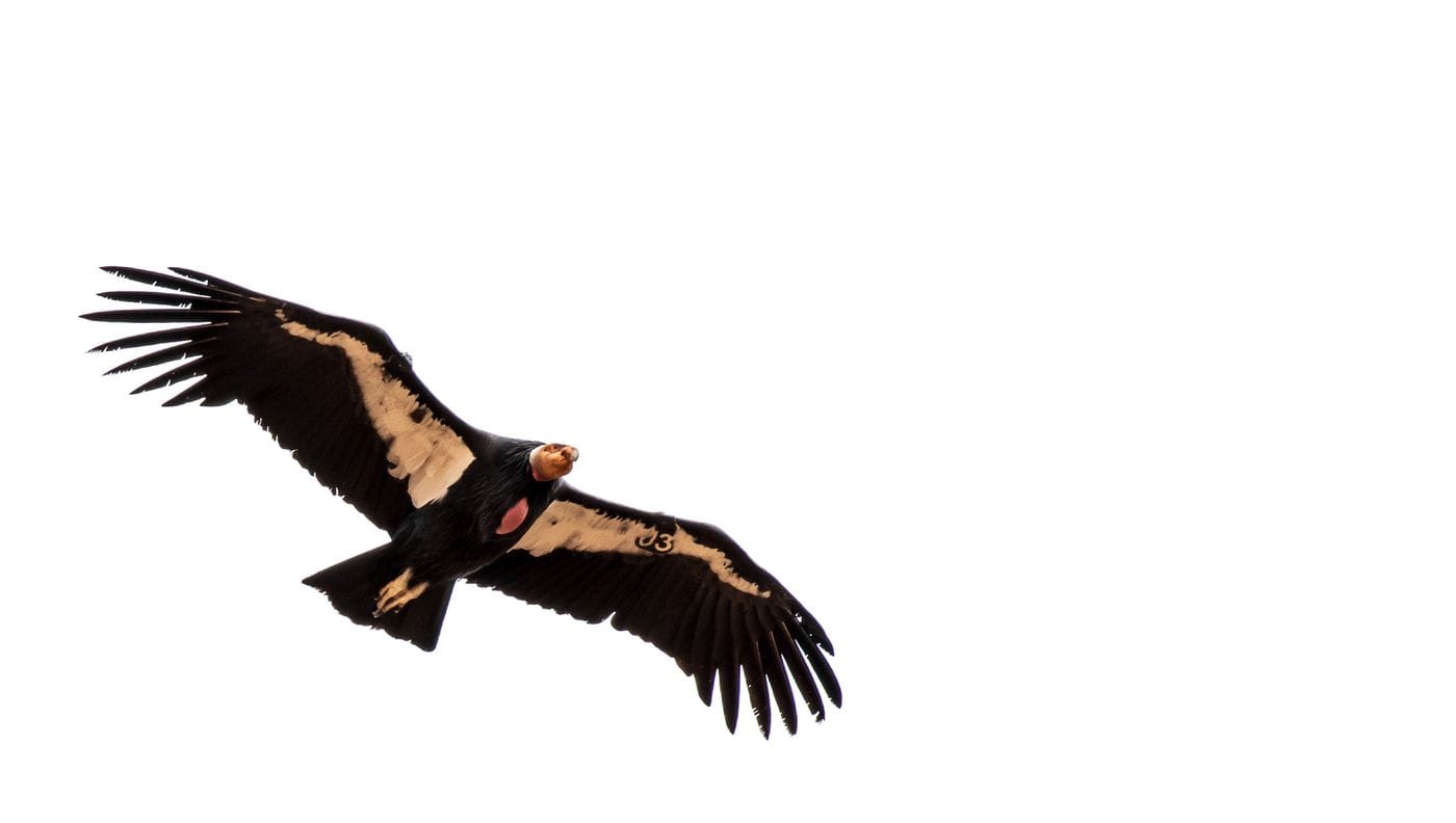 California condor