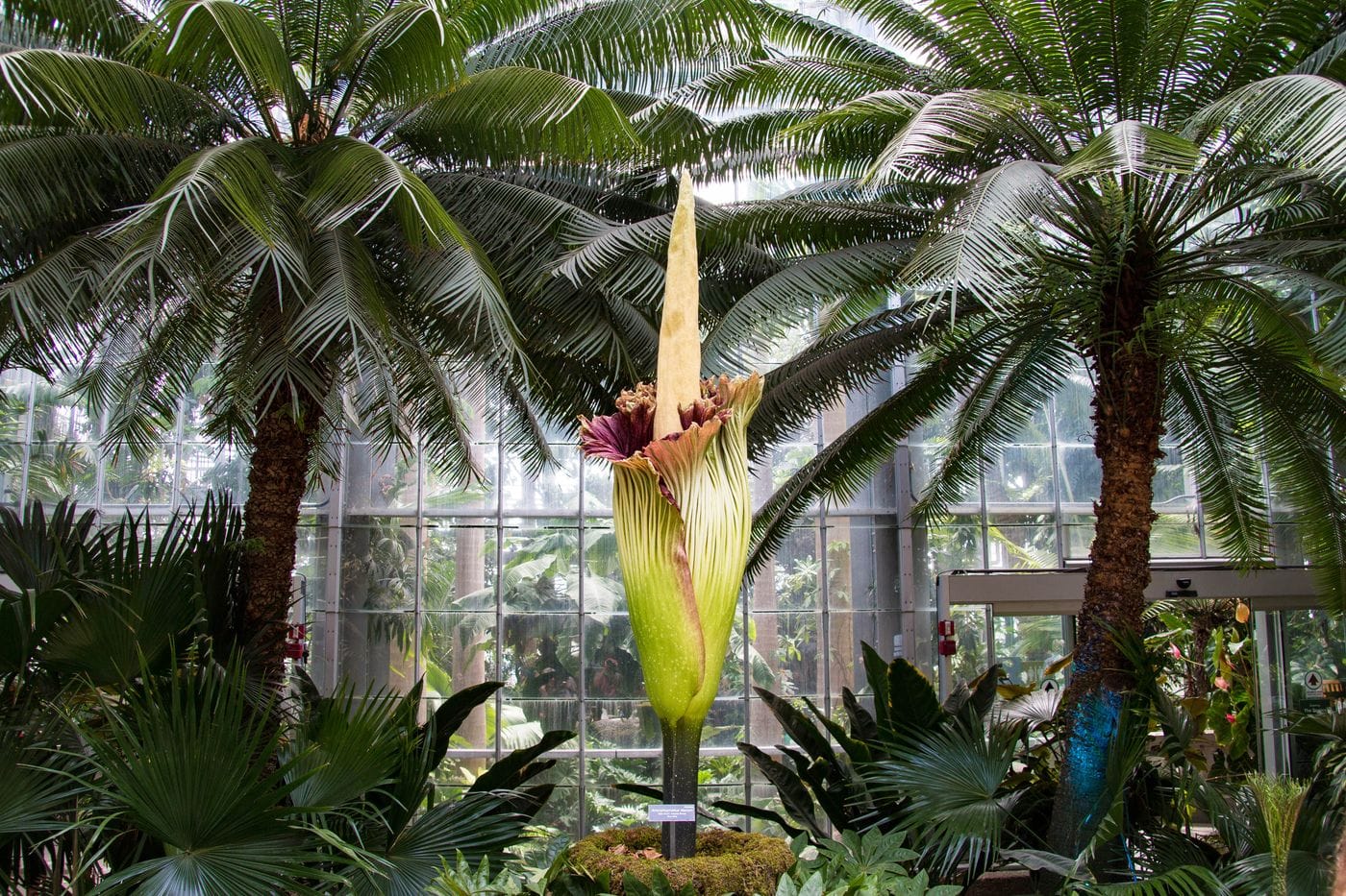 Corpse Flower