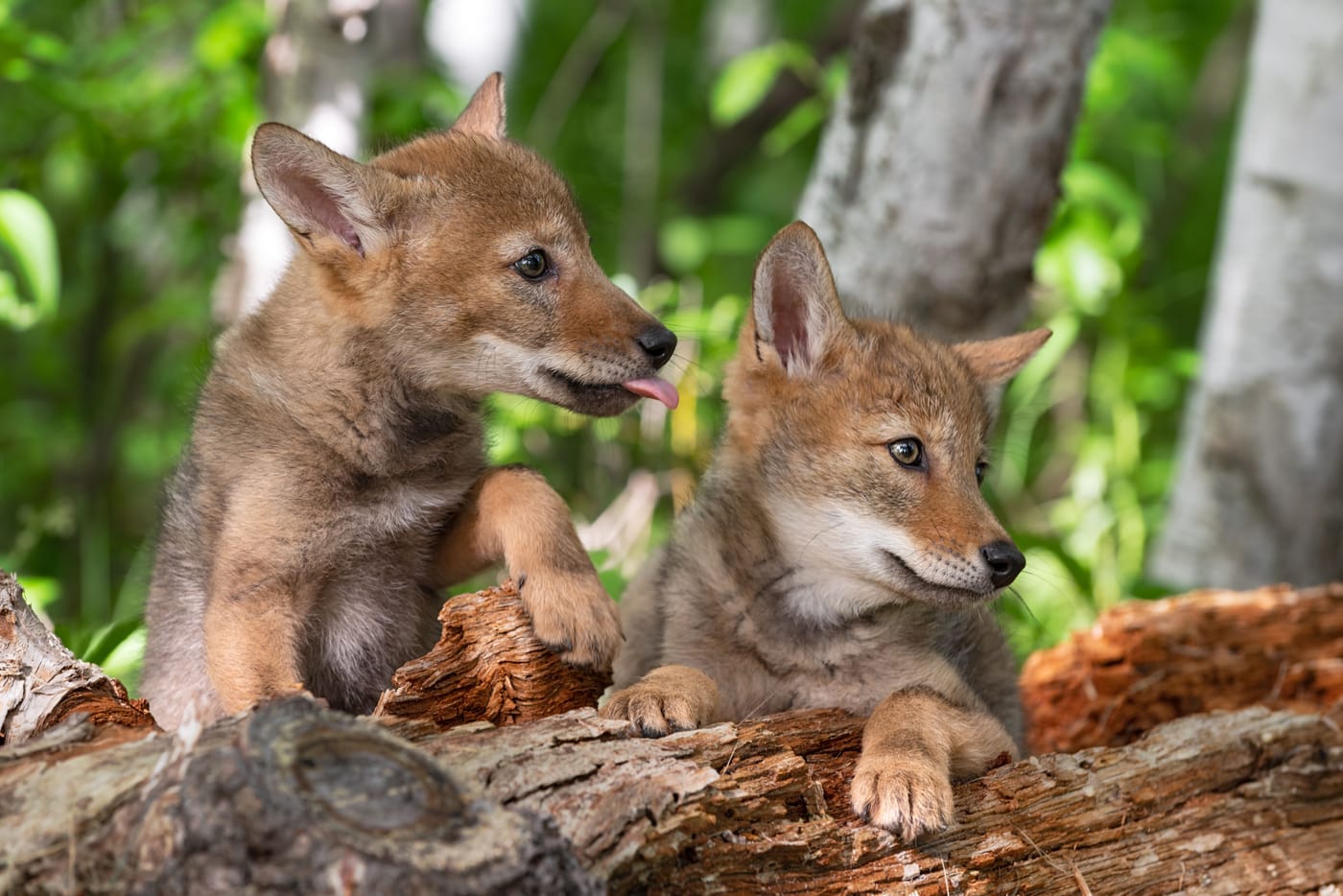 Six coyote pups captured on trail camera wrestling and playing in an overgrown Southeast Portland backyard in the Hazelwood neighborhood