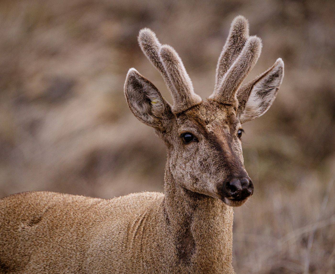 A huemul deer
