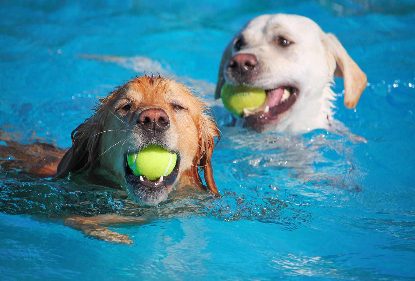 Chewy Summer Social dog pool party Guinness World Record 276 dogs Coral Gables Florida May 2026