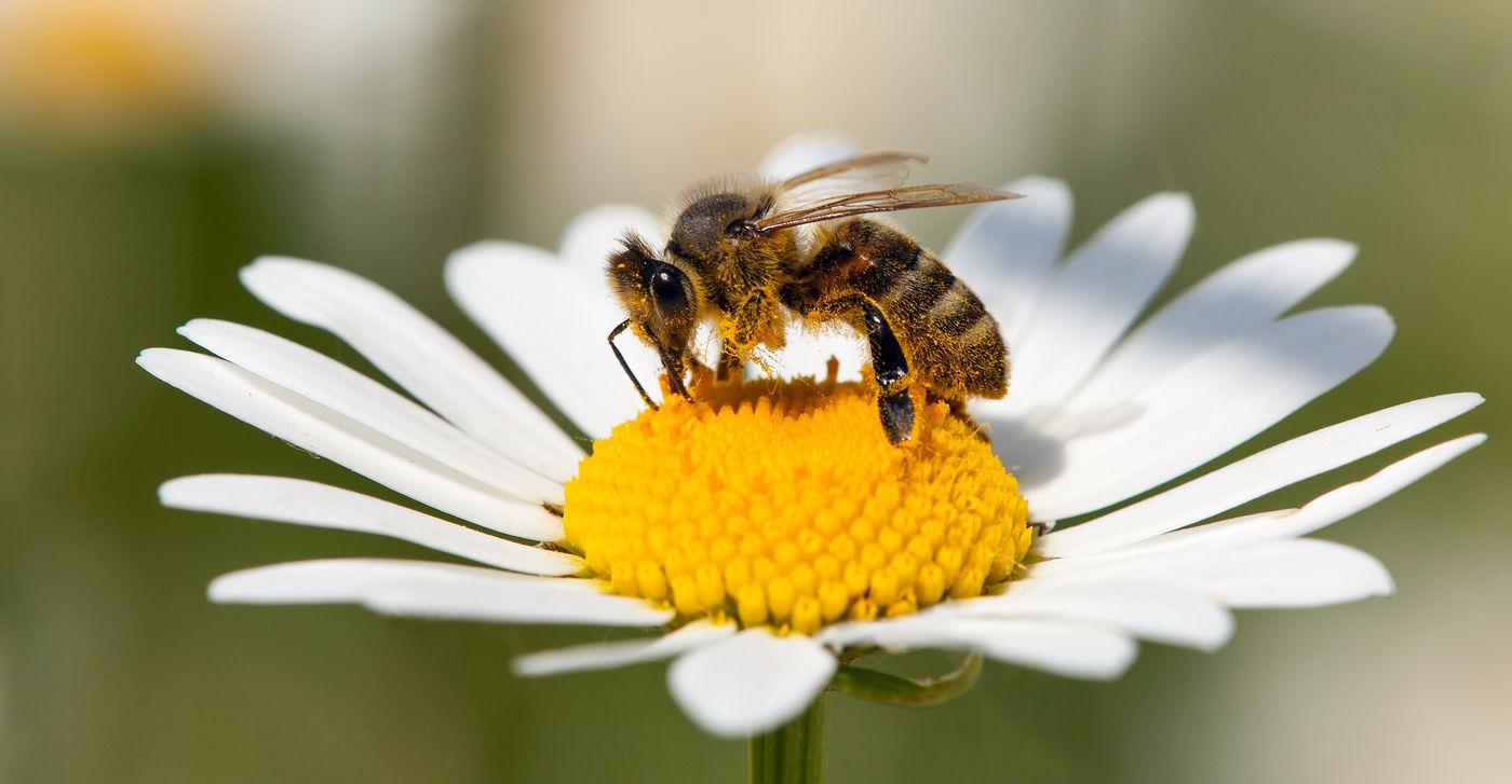 A bee perched on a yellow flower