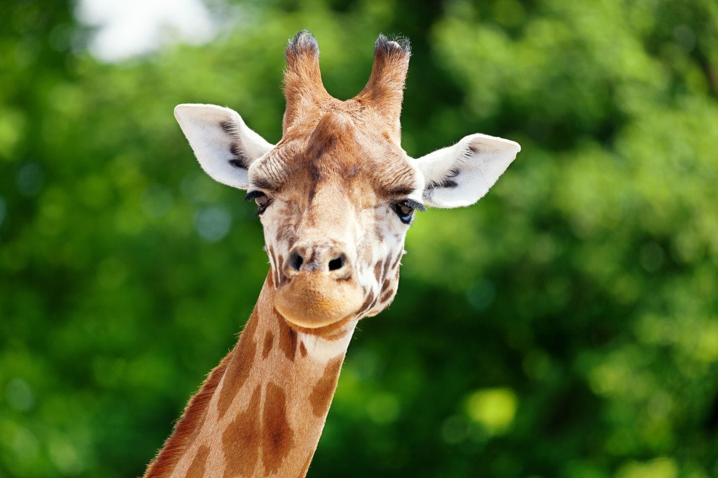 Gracie a 3-year-old 1200-pound giraffe from Cedar Hollow Ranch in Leakey Texas who escaped her enclosure and was found after two weeks of searching in the Texas Hill Country