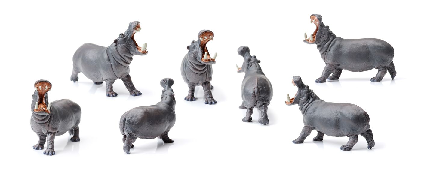 hippo collection