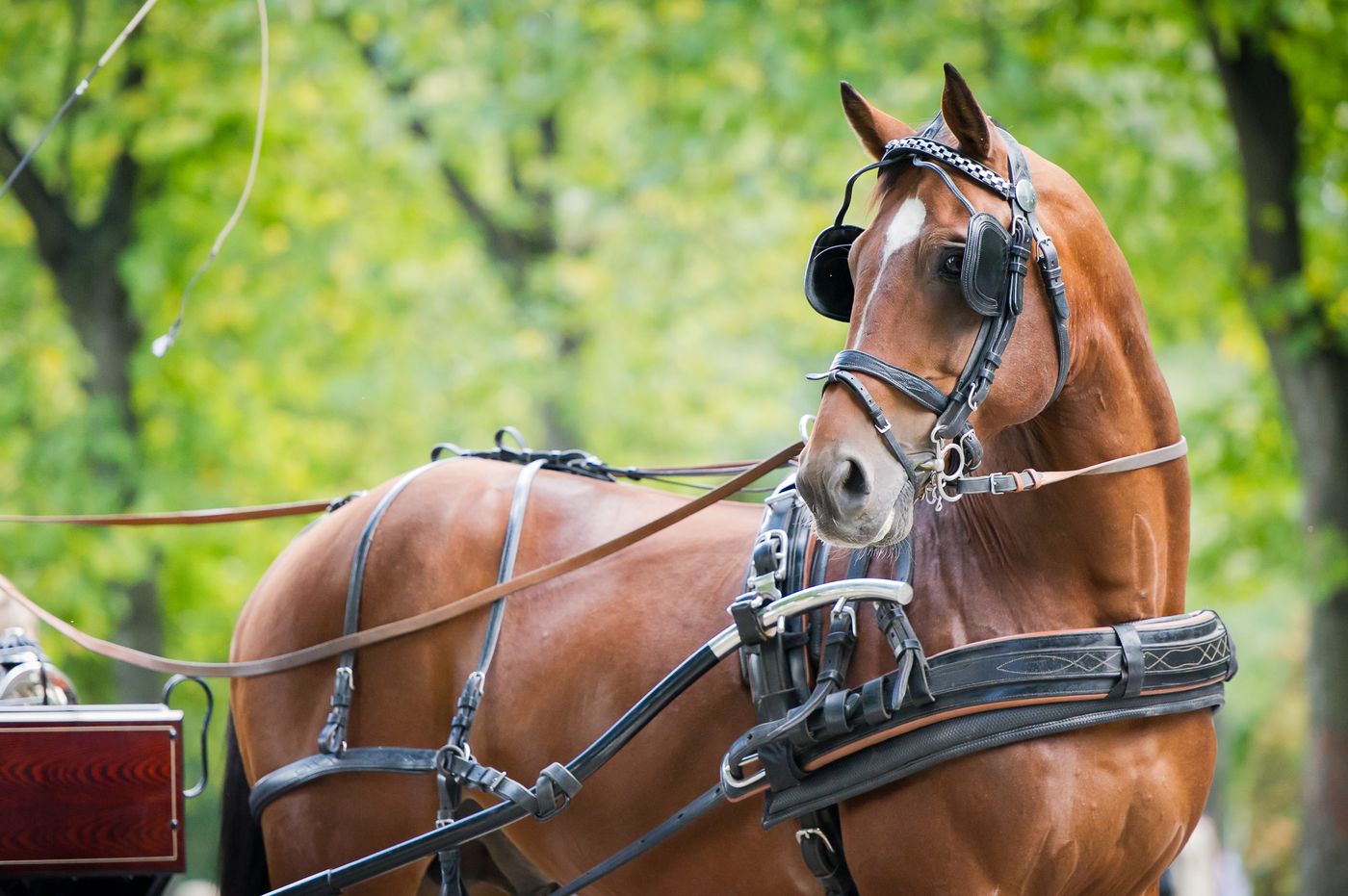Central Park carriage horses retirement ban