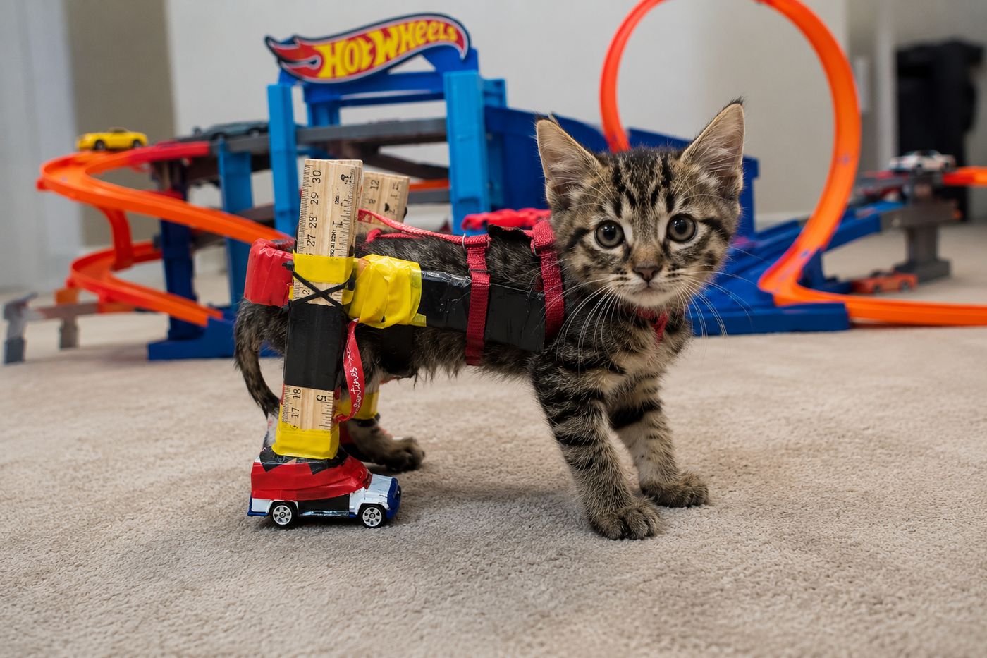 Hot Wheels Wheelchair Cat