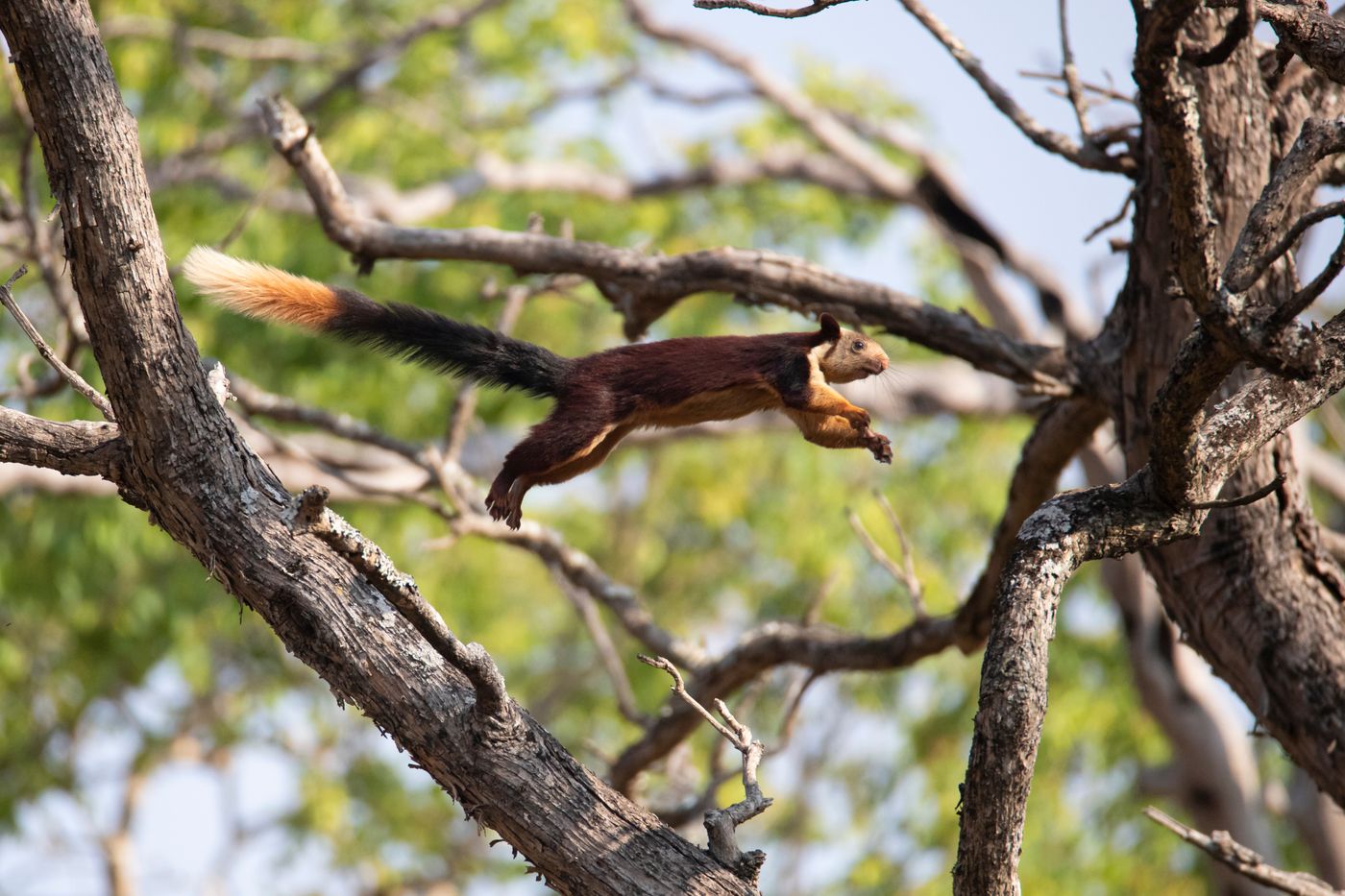 A black and orange giant squirrel