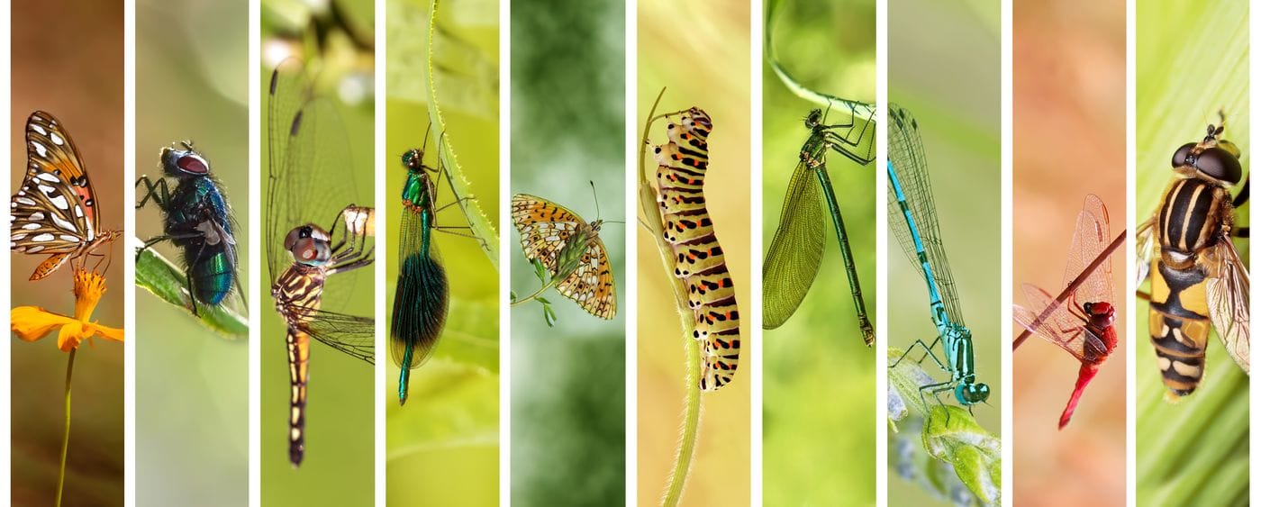 Flying insects preserved in ethanol after being caught in a Malaise trap in Costa Rica's Area de Conservacion Guanacaste representing the PNAS study estimating 14 to 20 million insect species on Earth