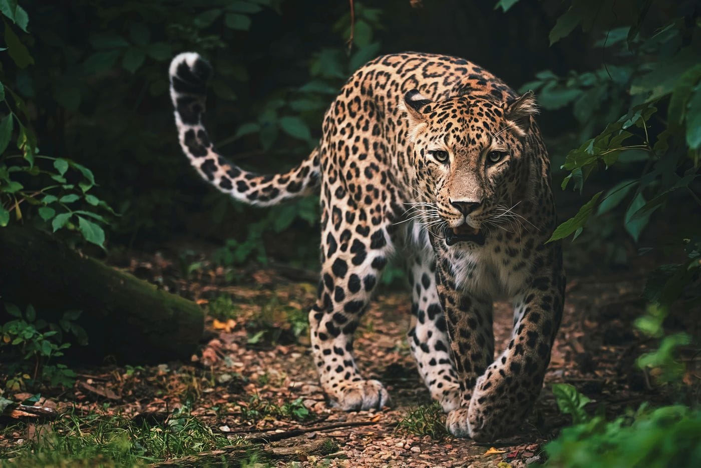 A West African leopard