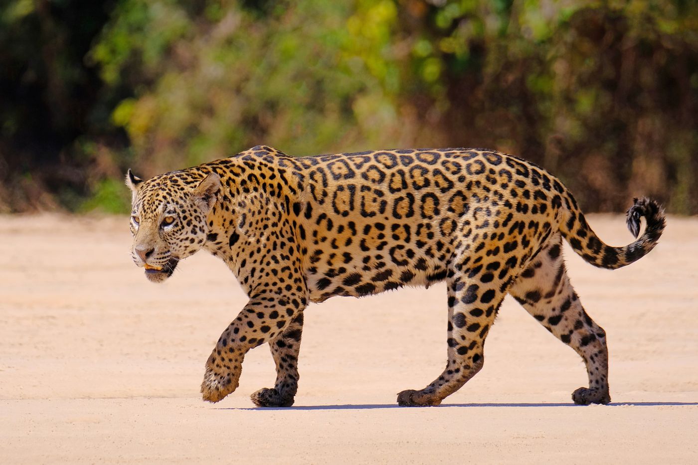 Cinco the jaguar