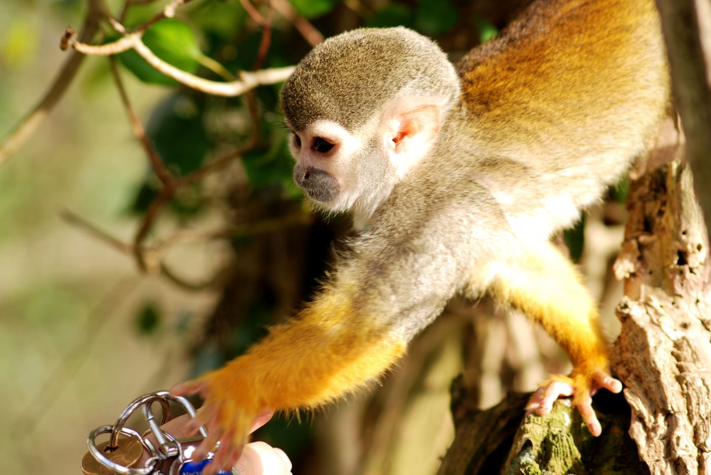 Japanese macaque monkey interacting with a touchscreen game at Kyoto University