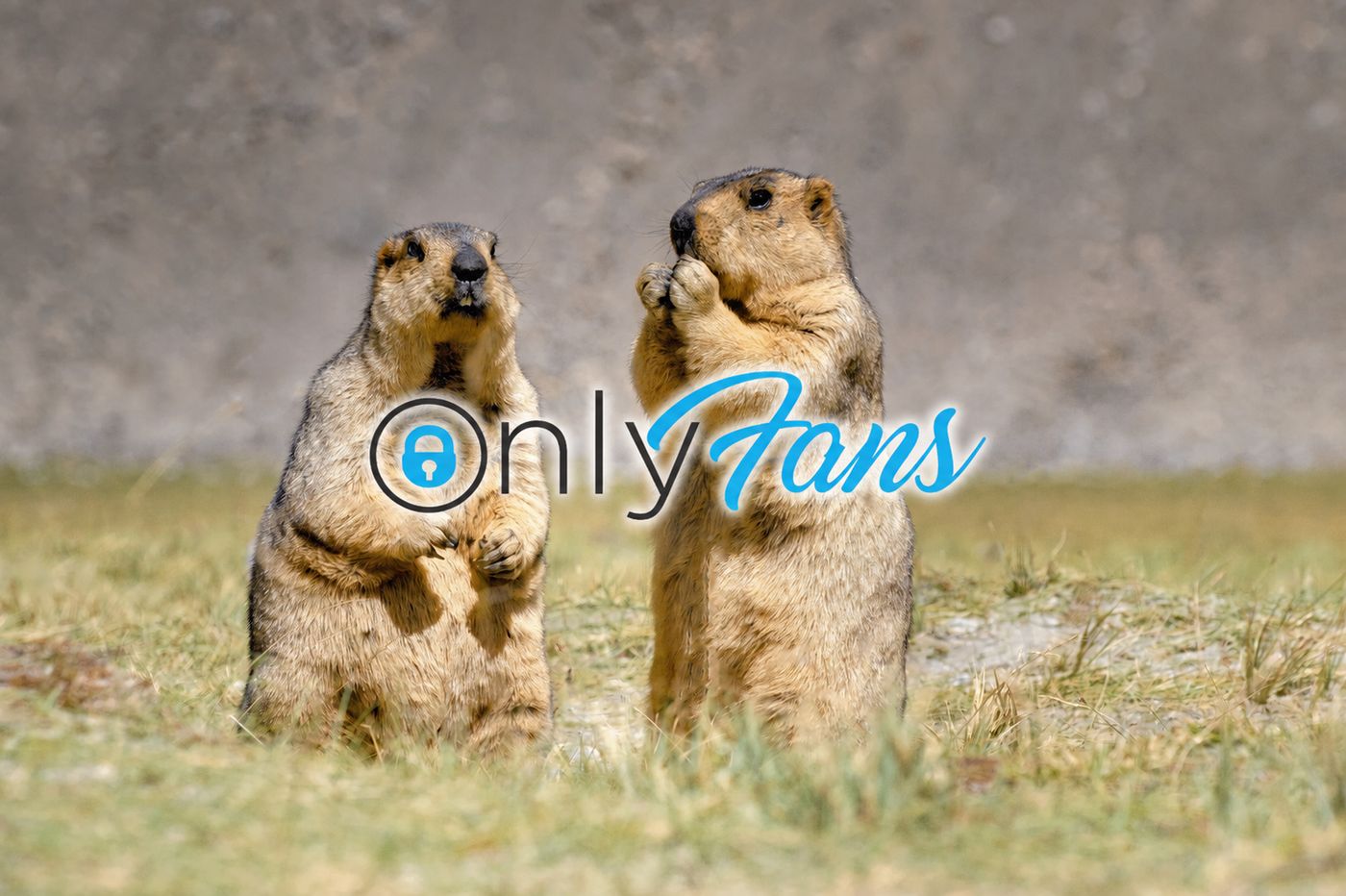 Marmots