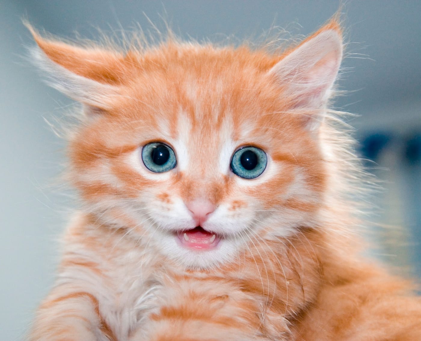 Rescued orange kitten recovering after being found covered in industrial glue in Fort Worth Texas