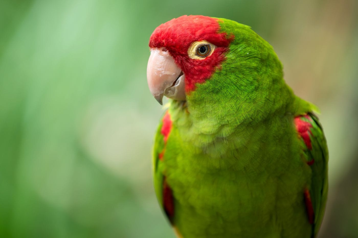 Spoodles a 32-year-old plum-headed parakeet from Charleston South Carolina certified by Guinness World Records as the oldest living parrot at 32 years and 86 days old
