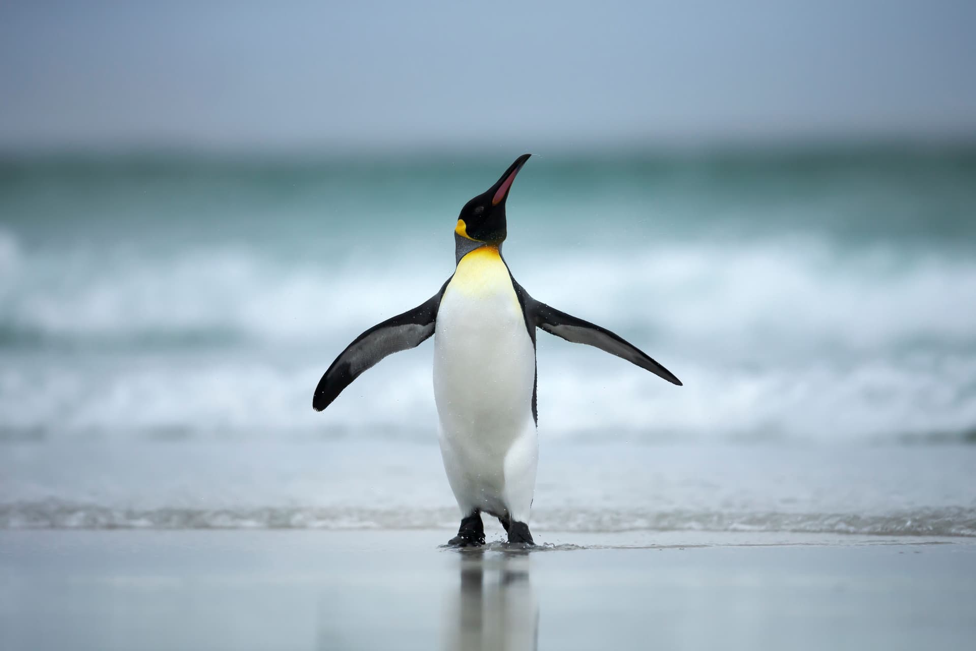 World's oldest Humboldt penguin Spneb celebrating her 38th birthday at Paradise Park Wildlife Sanctuary
