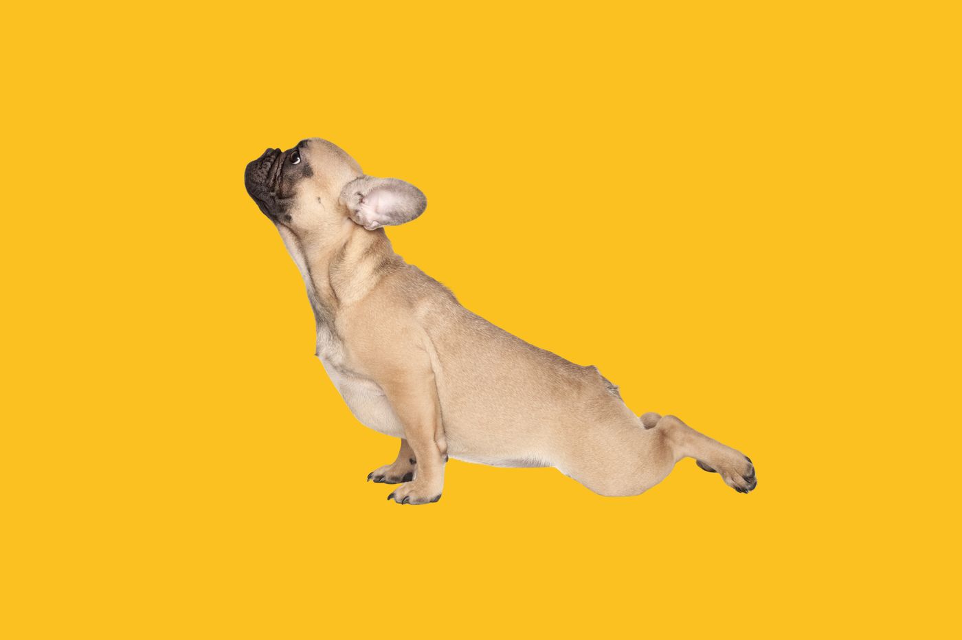 Woodrock puppies yoga class