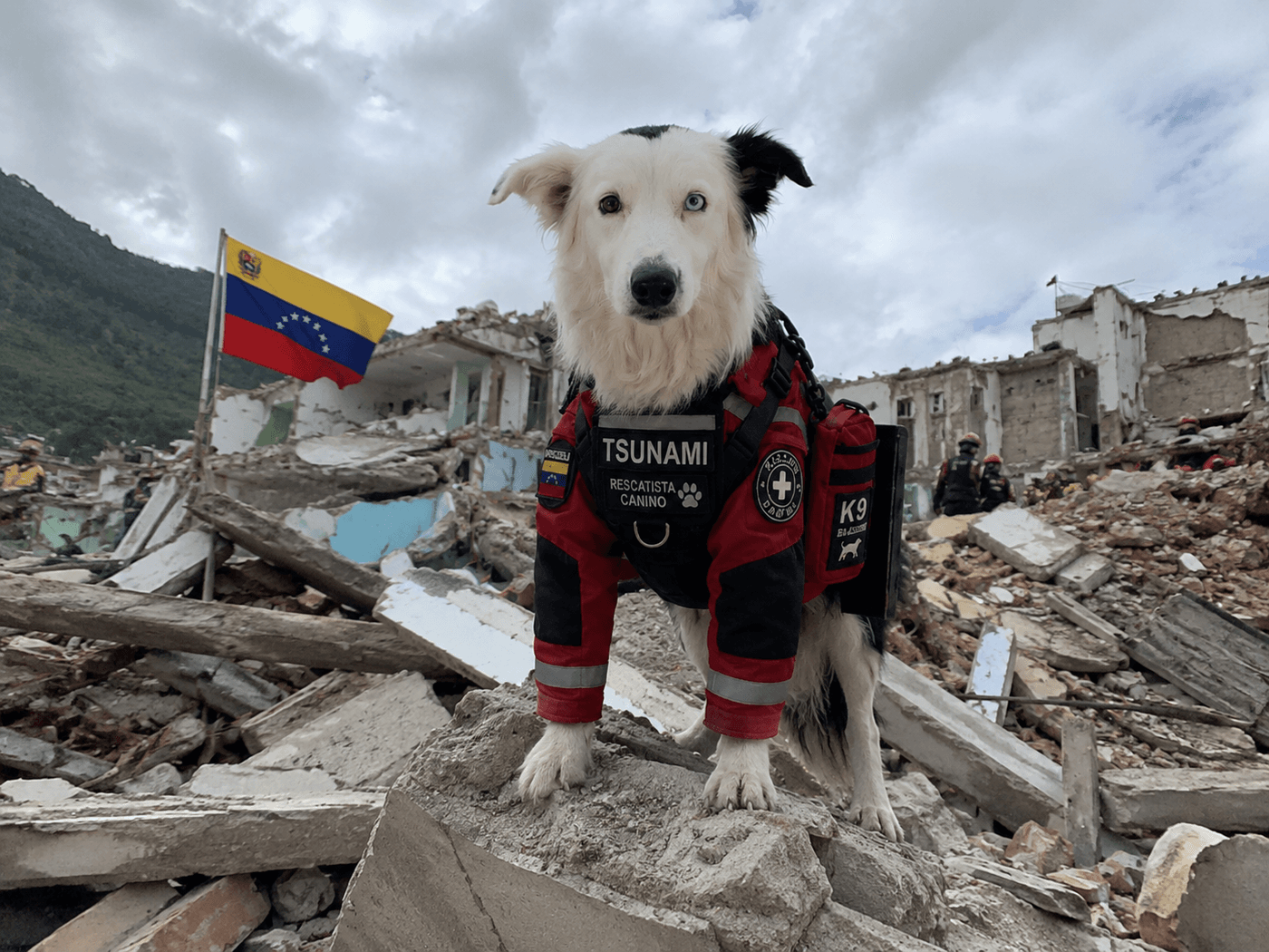 Tsunami a heterochromatic Border Collie with one brown eye and one blue eye from Venezuela's K-SAR ECID rescue team being hydrated after long hours searching earthquake rubble in Caraballeda La Guaira on June 28 2026