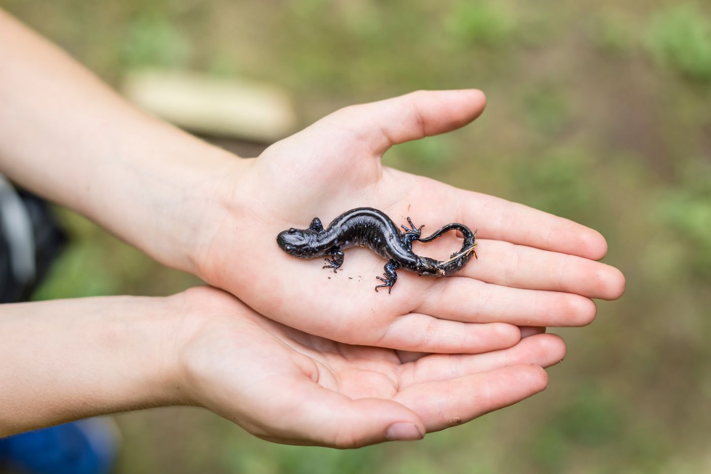 salamander