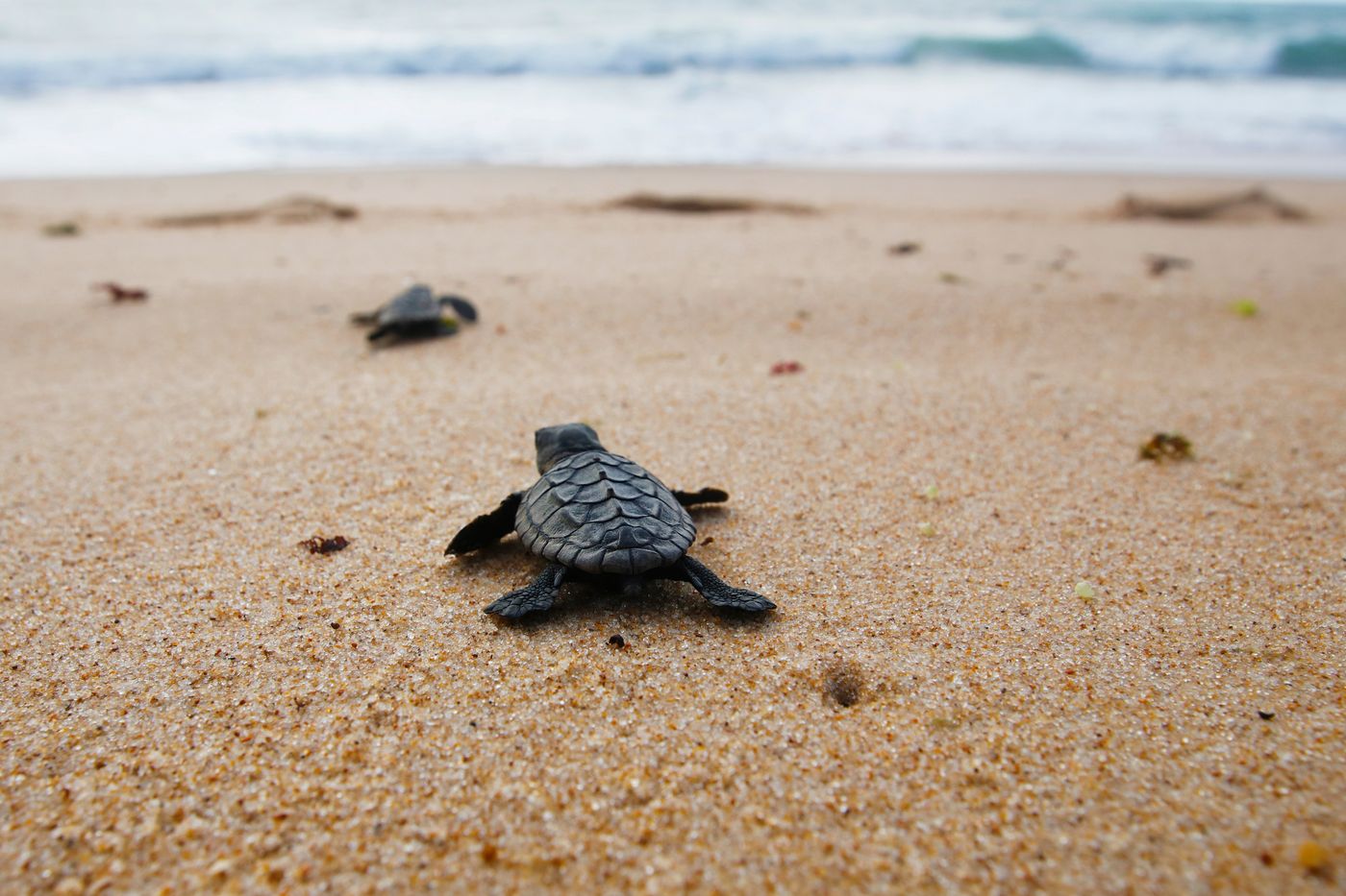 A sea turtle nest