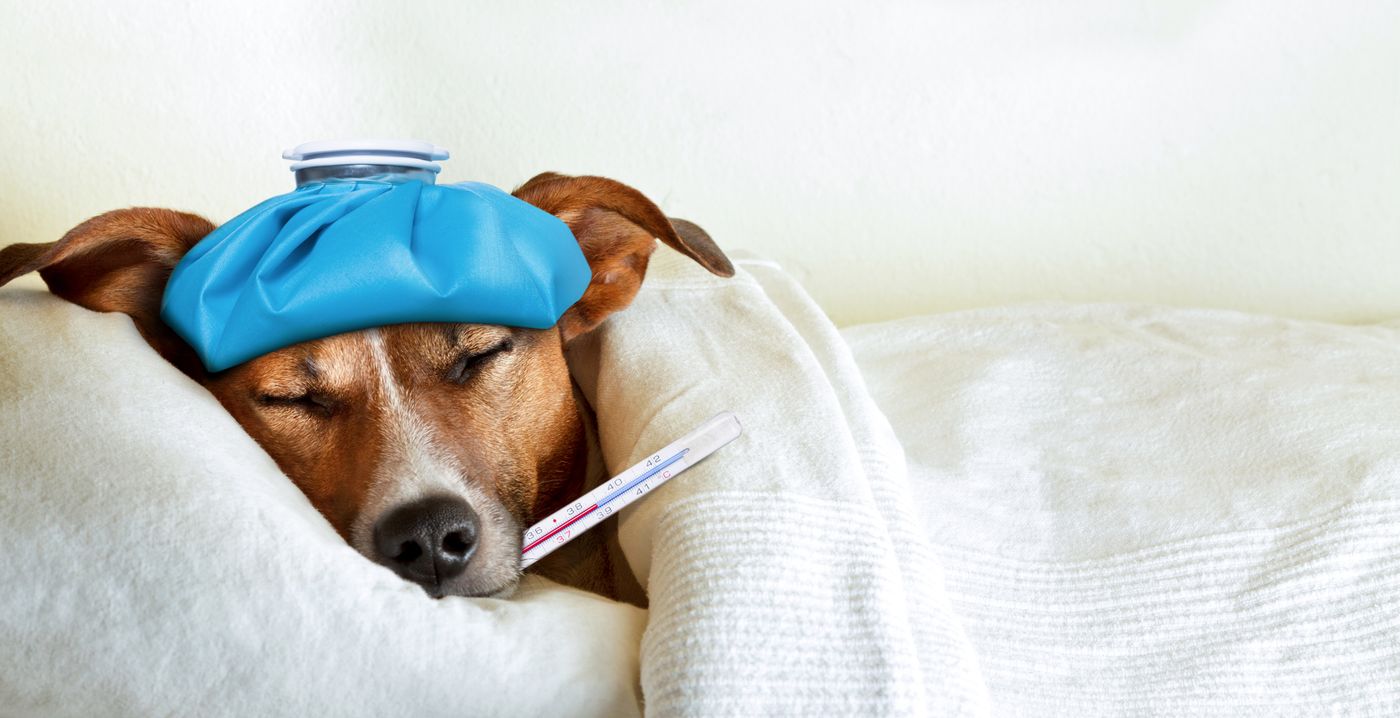 Italy pet leave law