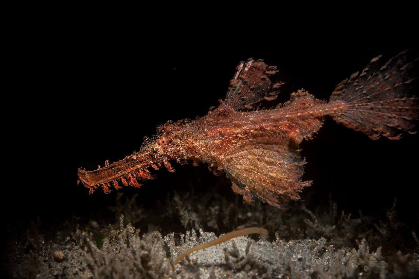 Solenostomus snuffleupagus a newly described hairy ghost pipefish species from the Great Barrier Reef named after the Sesame Street character Mr Snuffleupagus
