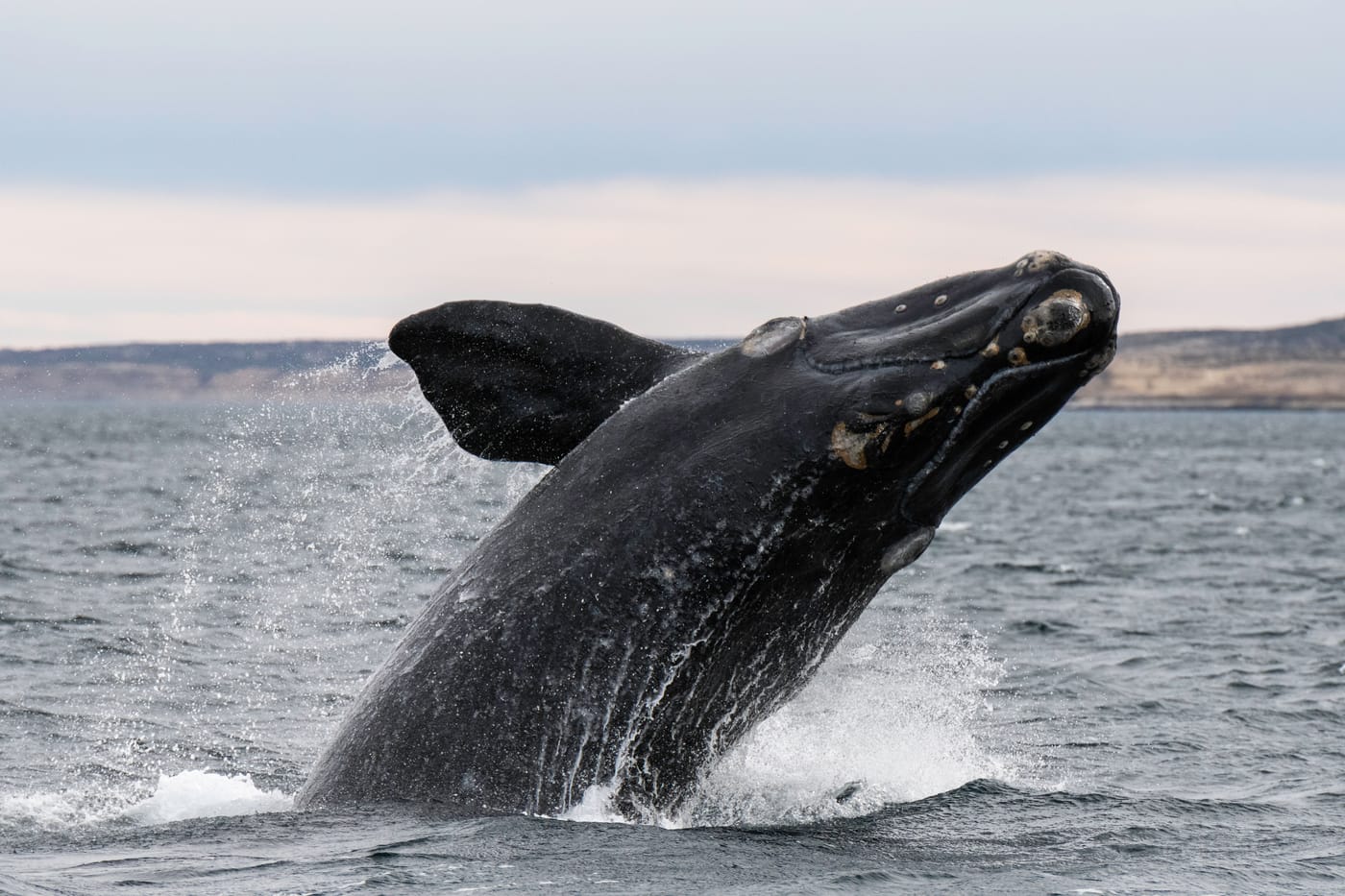 North Atlantic right whale Mirror catalog 4617 swimming with her first known calf off Crescent Beach Florida in March 2026 the 23rd calf of the best calving season since 2009