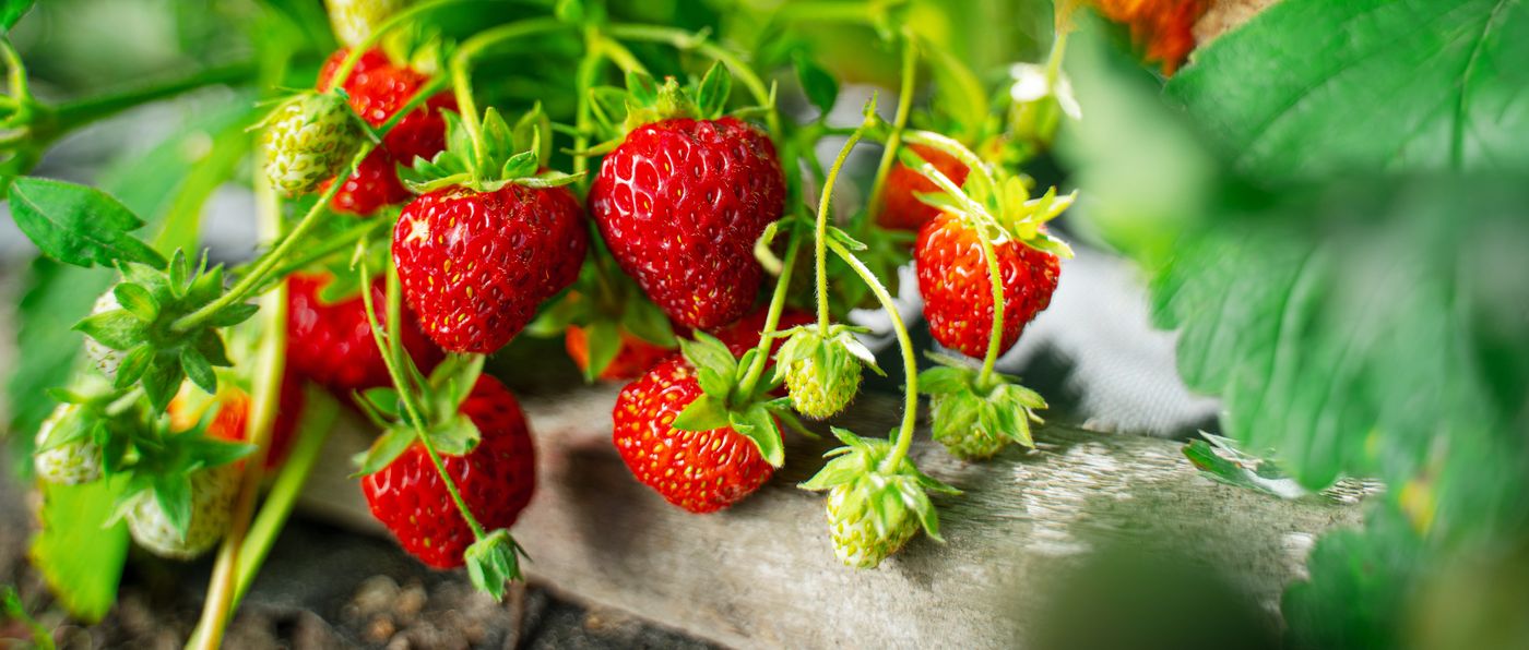 Steam farming strawberries Watsonville California