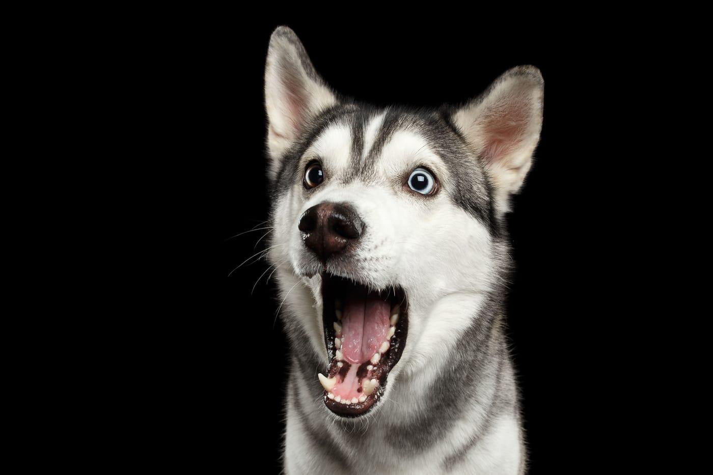 John Stessel the Shelter Dog Magician performing his disappearing treat trick for a dog at St Hubert's Animal Welfare Center in New Jersey