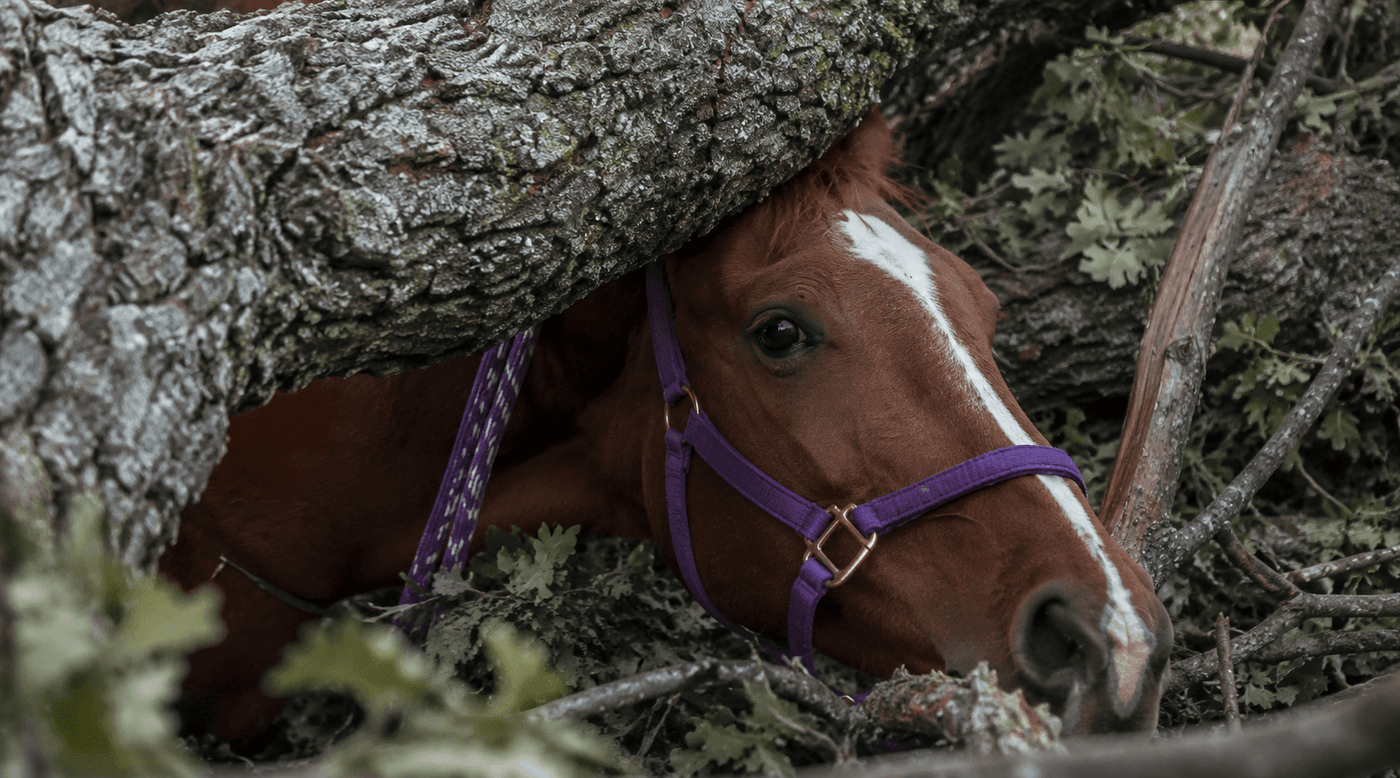 Cal Fire crew using chainsaws to cut away branches from a fallen tree that had pinned a horse to the ground in Creston San Luis Obispo County California