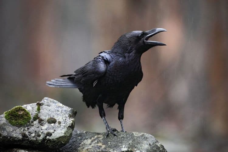 Crows Just Joined Humans in This Surprising Ability