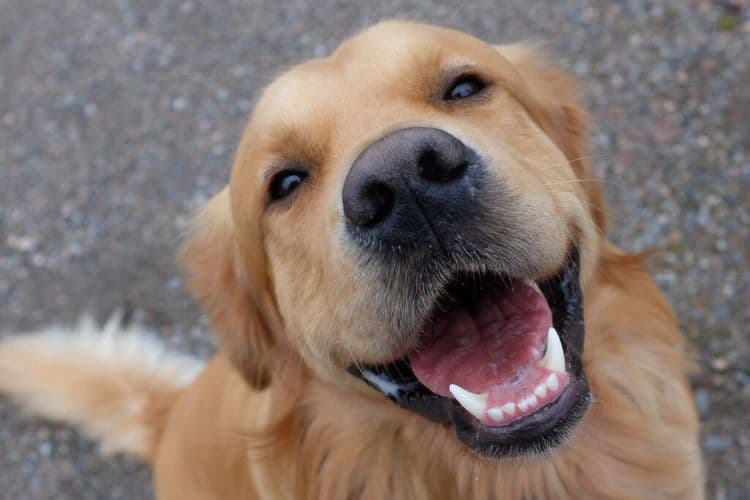 Hero Alerts Owner, Helps Rescue Missing Toddler