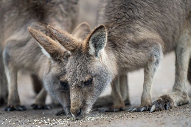 Kangaroos Score a Big Win Against Adidas