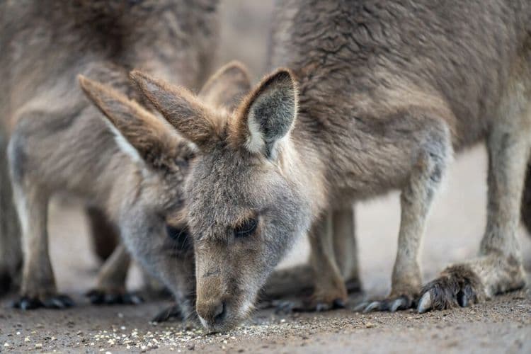 Kangaroos Score a Big Win Against Adidas
