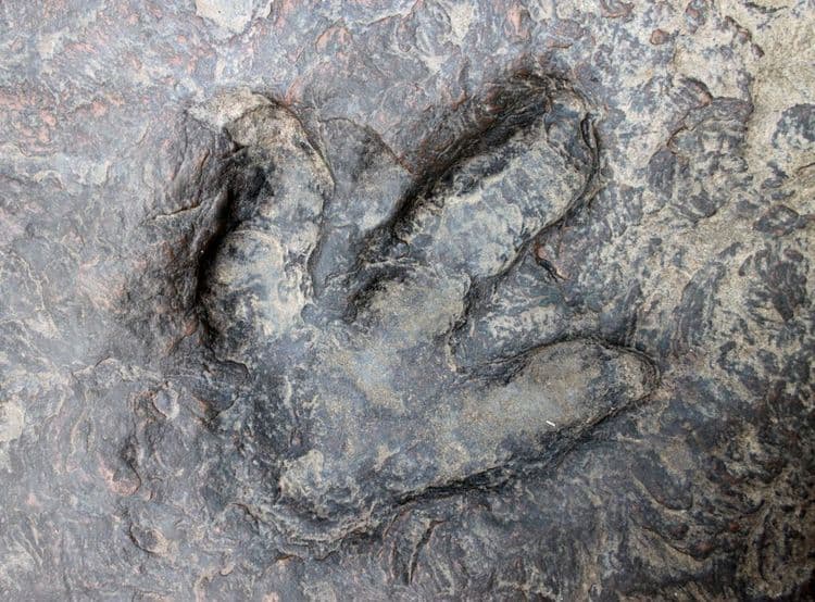What 16,600 Footprints Reveal About Dinosaur Secrets