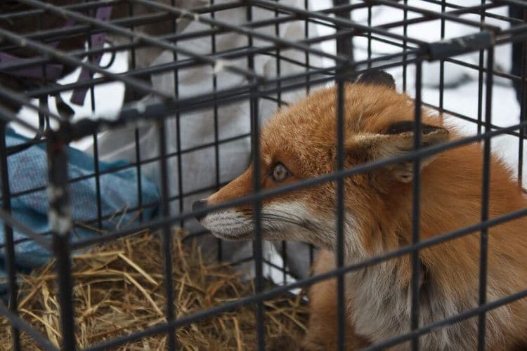 Norway Officially Ends Fur Farming, Paving the Way for a More Ethical Future