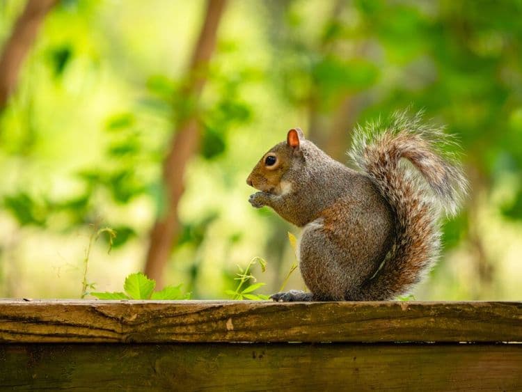 They Came to Trim Trees, He Came to Save Tiny Lives
