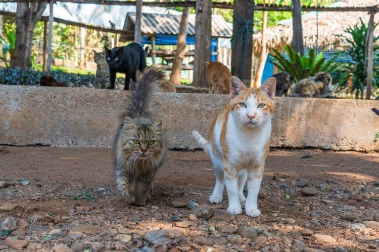 At 90, She’s Rescued Over 10,000 Animals