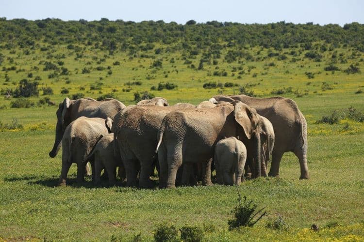 Elephants Show Remarkable Act of Protection