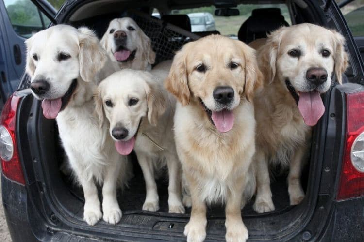 A Crowd of Golden Retrievers Gather to Honor a Fellow Boston Canine