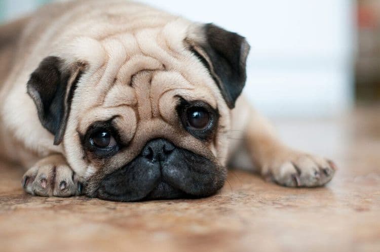 South African Couple Rescues Over 2,500 Pugs, Giving Dogs a Second Chance