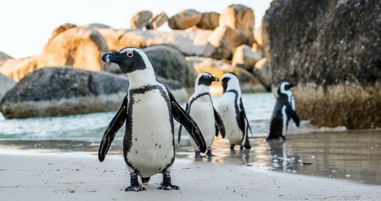 New Protections Offer Hope for Endangered These Birds