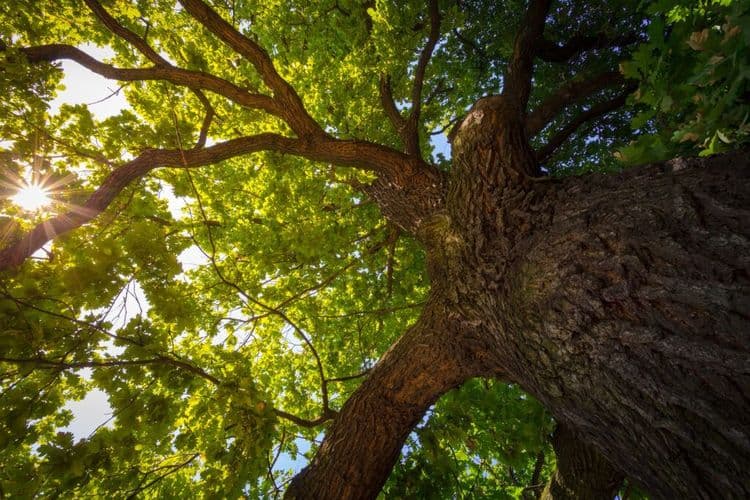 Students Invent Robot That Plants 200 Trees Per HOUR