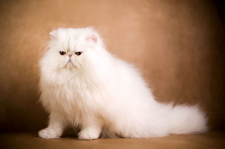 The Persian Cat Who Became A Viral Football Sensation