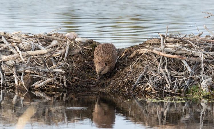Beavers Beat Bureaucracy: Nature’s Engineers Save Millions with Perfectly Placed Dams