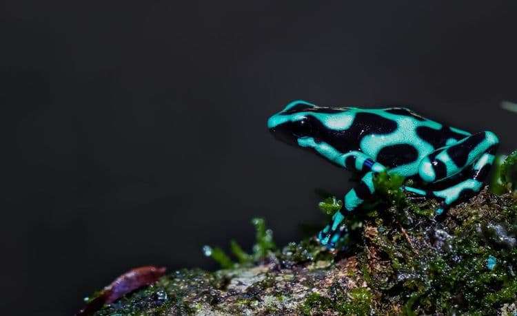 Brilliant Blue Creature Discovered in the Amazon